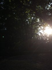 穿透樹叢的陽光