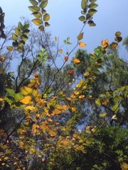 藍天,黃葉,秋