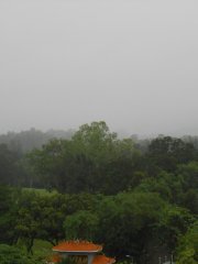 有雨