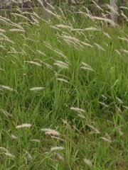 wind