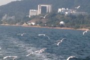 海天一色9