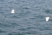 海天一色7