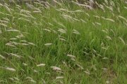 wind