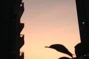夕陽1