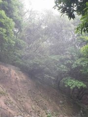 大帽山上的小霧