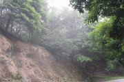 大帽山上的小霧