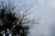 枯藤老樹天空