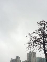 摘去鮮花？@深水埗