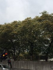 在樹下天光了@天光道