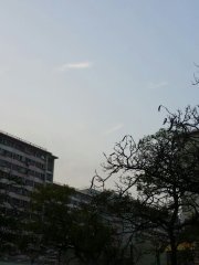 肅殺的枯樹與屏風樓@長沙灣港鐵站