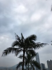 蒲葵樹之亂葉托雲海@灝景灣