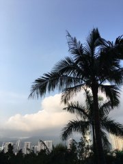 蒲葵樹之無風則無外力@灝景灣
