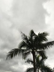 蒲葵樹之無力搖曳@灝景灣