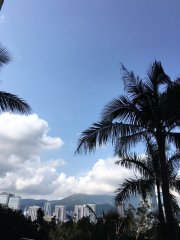 蒲葵樹之和諧美@灝景灣