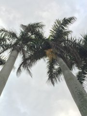 Trees