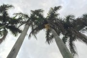 Trees