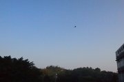The Bird
