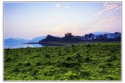 青苔日出