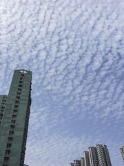 捲積雲 Cc,Cirrocumulus