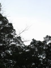 霧鎖慈雲 
