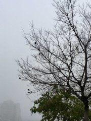 多雾